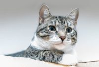 What To Do If I Receive A Lawsuit Notice?